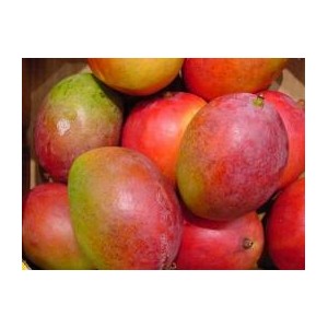 MANGOS ECO KG