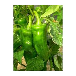 PIMIENTOS ECOLOGICOS FREIR  KG. 