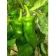 PIMIENTOS ECOLOGICOS 0,5 KG FREIR