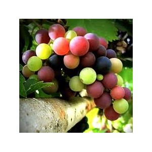 UVAS ECOLOGICAS KG